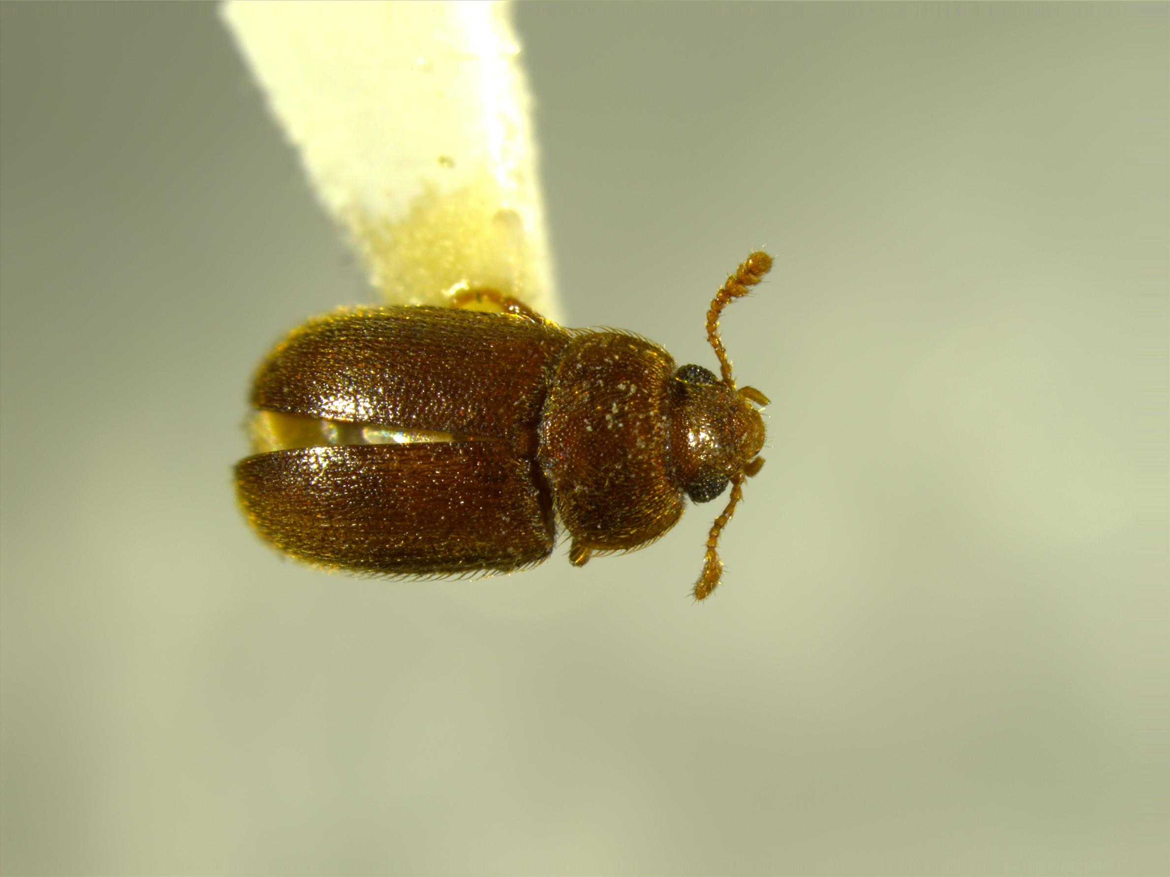 Dorsal view of Typhaea stercorea. Specimen ICCDRS7271 Photo: ICCDRS Collection.